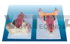 The model of pharynx and larynx muscles